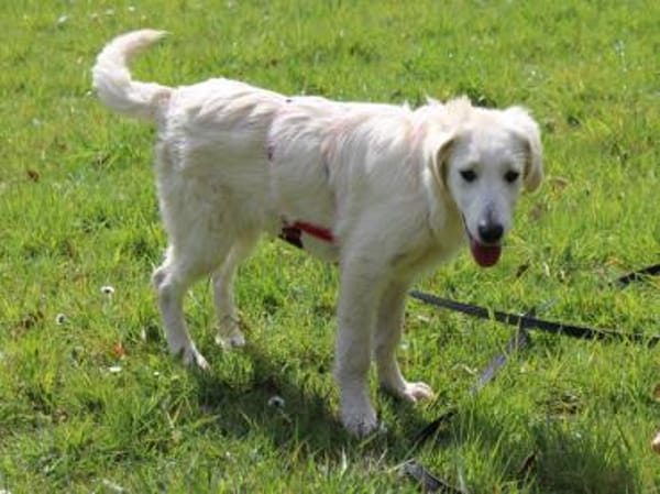 Nori sucht sein Zuhause