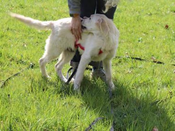 Nori sucht sein Zuhause