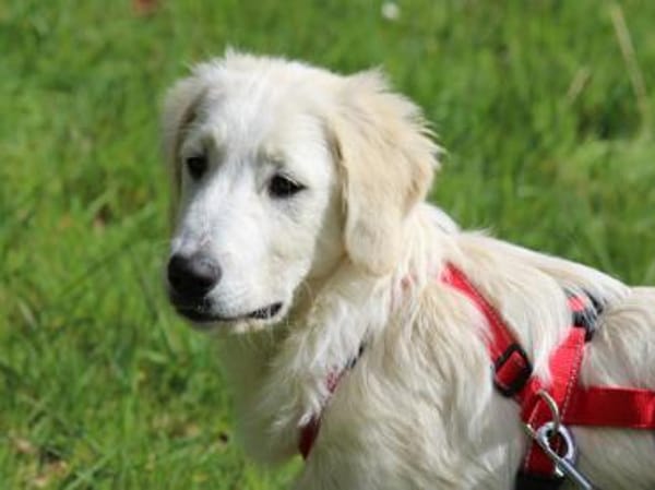 Nori sucht sein Zuhause