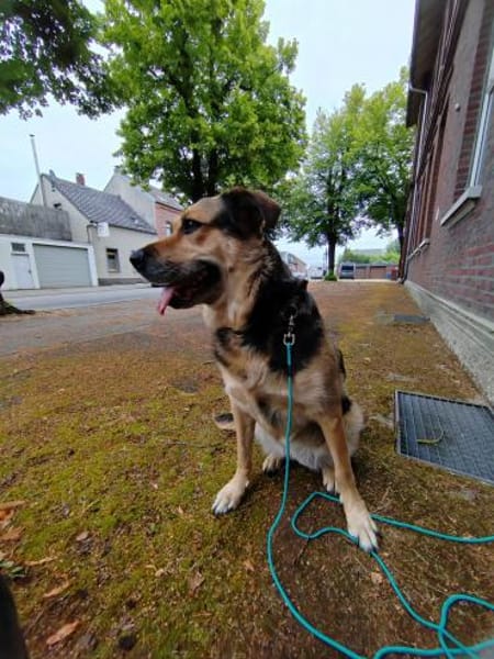 Eva - intelligent und spielfreudig