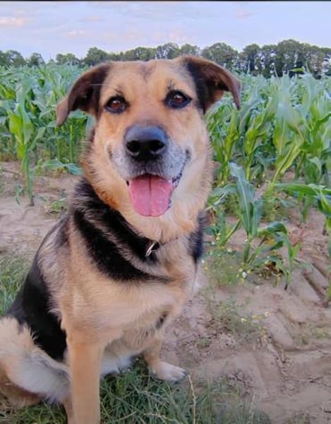 Eva - intelligent und spielfreudig