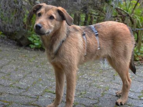 Liebevolles Zuhause für Rojo gesucht