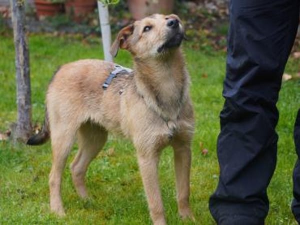 Liebevolles Zuhause für Rojo gesucht