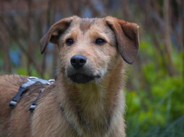 Liebevolles Zuhause für Rojo gesucht