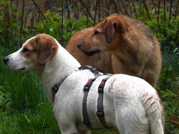 Liebevolles Zuhause für Rojo gesucht