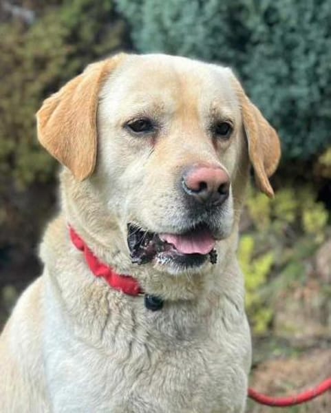 MOZART  der große, sanfte Herzenshund!