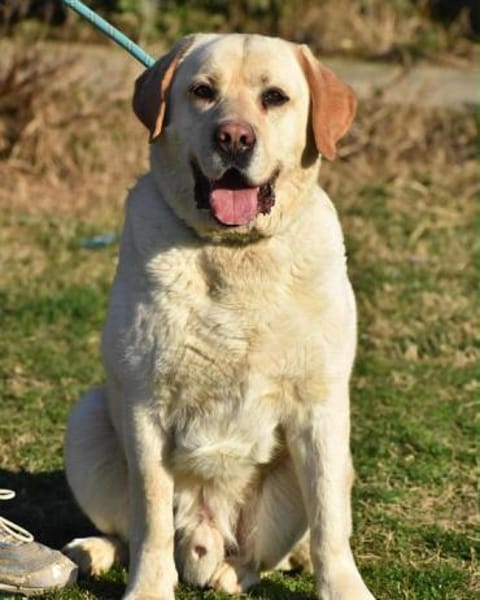 MOZART  der große, sanfte Herzenshund!