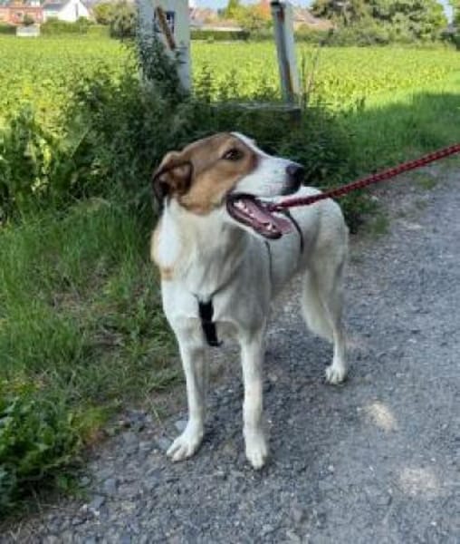 Meyra 62 cm (Pflegestelle)