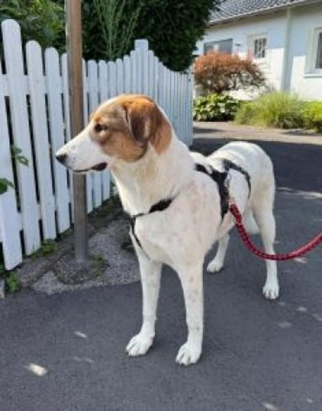 Meyra 62 cm (Pflegestelle)