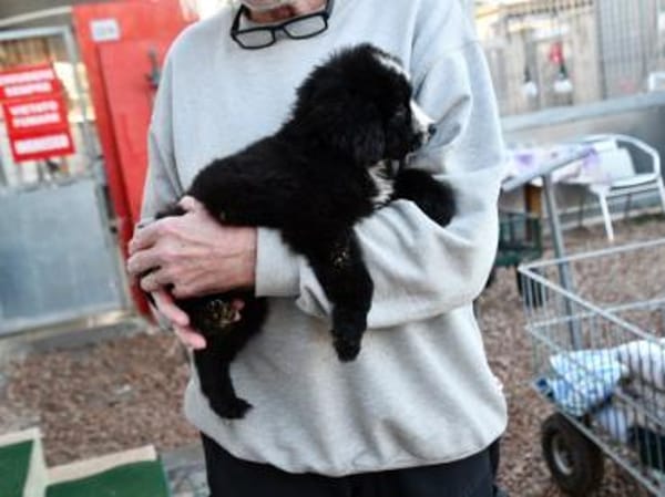 Geben Sie Nepal ein Zuhause?