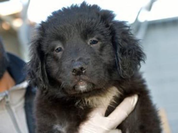 Schönes Zuhause für Nutella gesucht