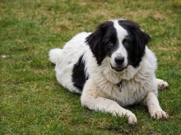 Übernehmen Sie Verantwortung für Landro?