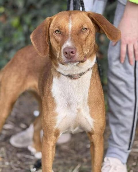 Die hübsche Bibi sucht ihren Menschen