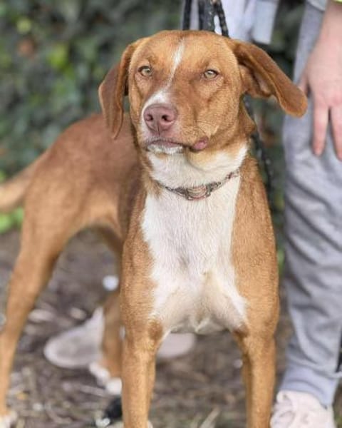 Die hübsche Bibi sucht ihren Menschen