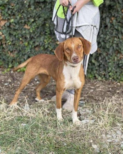 Die hübsche Bibi sucht ihren Menschen