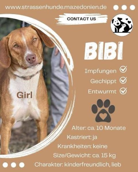 Die hübsche Bibi sucht ihren Menschen