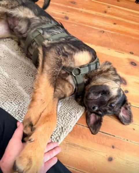 Luigi - Pechvogel sucht wieder Zuhause