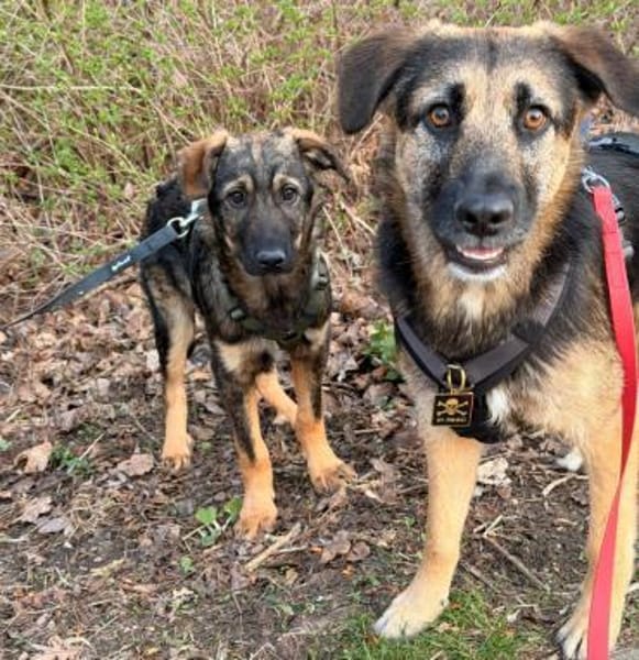 Luigi - Pechvogel sucht wieder Zuhause