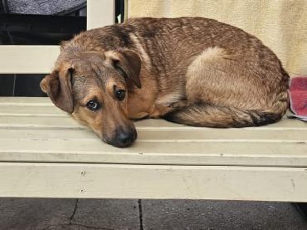 Rüde Aris sucht ein Zuhause