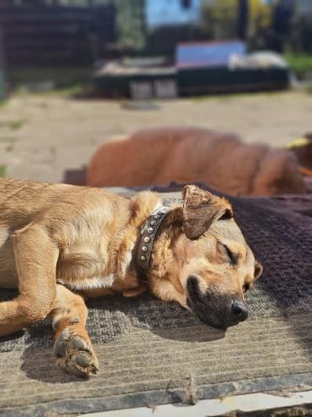 Rüde Aris sucht ein Zuhause