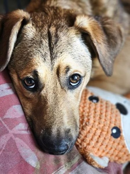 Rüde Aris sucht ein Zuhause