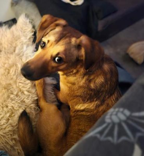 Rüde Aris sucht ein Zuhause