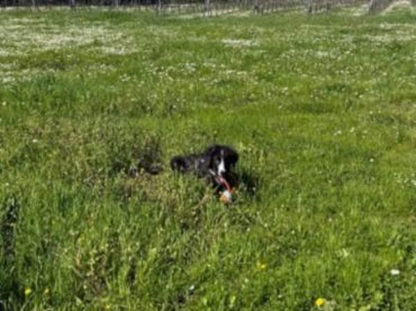 Darf Neval zu Ihnen ziehen?