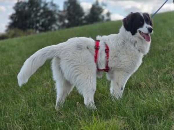 Letizia hofft auf ihre Chance