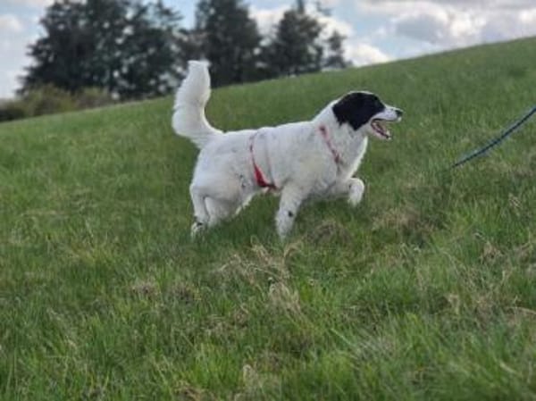 Letizia hofft auf ihre Chance