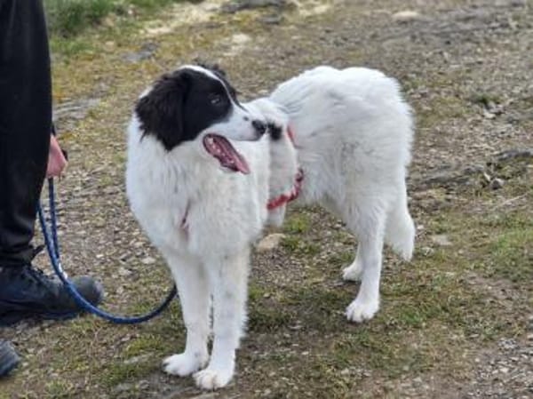 Letizia hofft auf ihre Chance