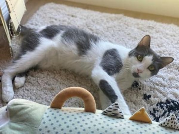 Zuckersüße Pioggia sucht Zuhause