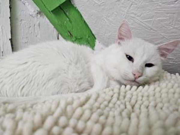 LUKE -sucht Paten und Streicheleinheiten