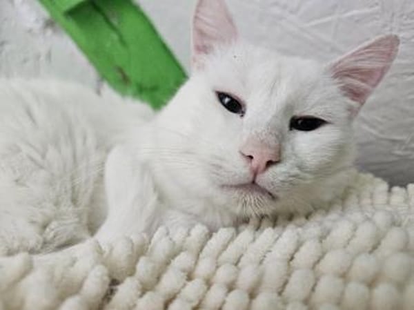 LUKE -sucht Paten und Streicheleinheiten