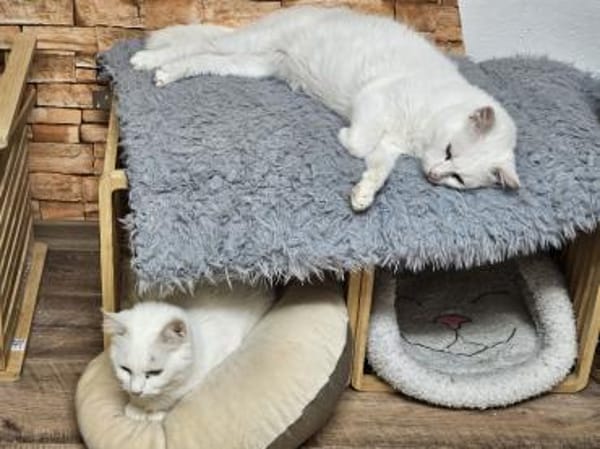 LUKE -sucht Paten und Streicheleinheiten