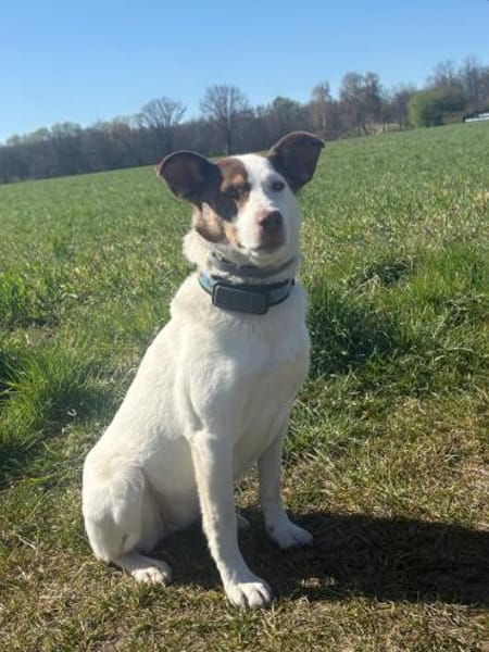 Hope- sanfte Hundeseele