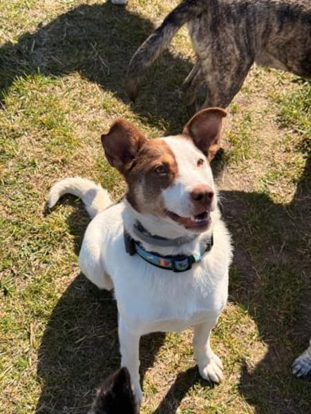 Hope- sanfte Hundeseele