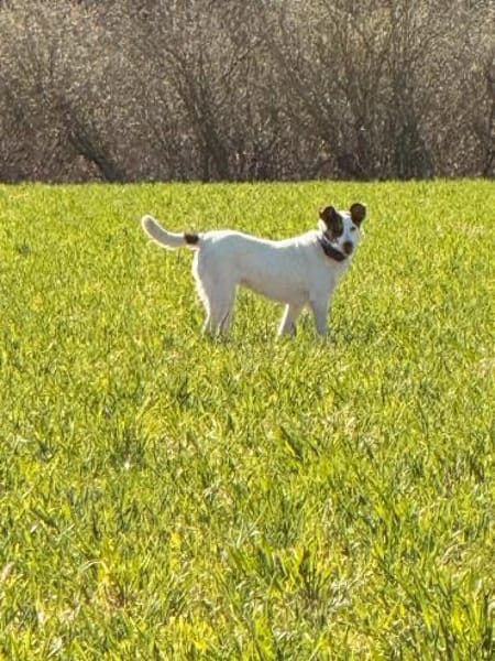 Hope- sanfte Hundeseele