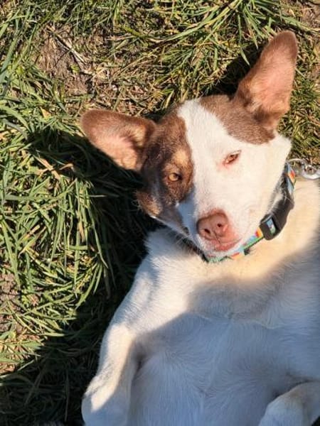 Hope- sanfte Hundeseele