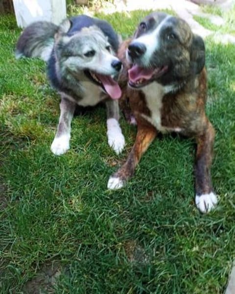 🌸 Lady  die sanfte Husky-Schäferhundin