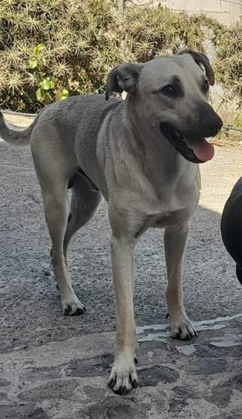 Abao ist ein fröhlicher