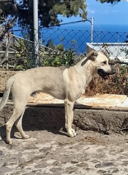 Abao ist ein fröhlicher