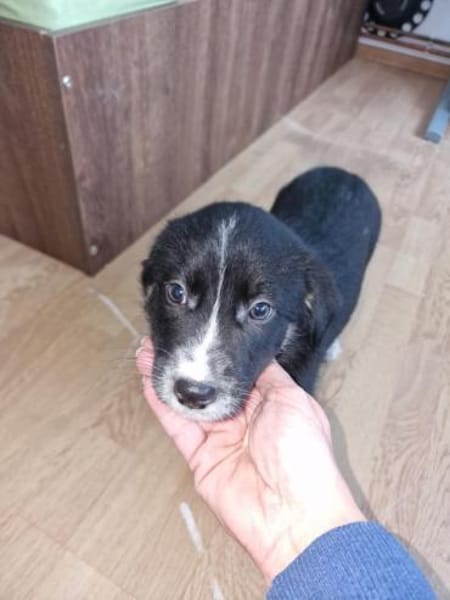 Toffy, kleines Hundemädchen sucht