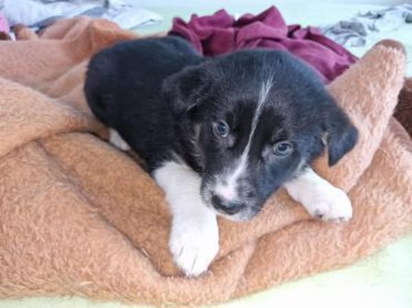 Toffy, kleines Hundemädchen sucht