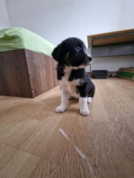 Toffy, kleines Hundemädchen sucht