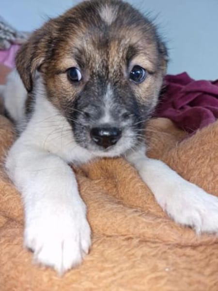 Titus, sucht sein Glück