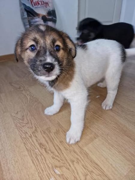 Titus, sucht sein Glück