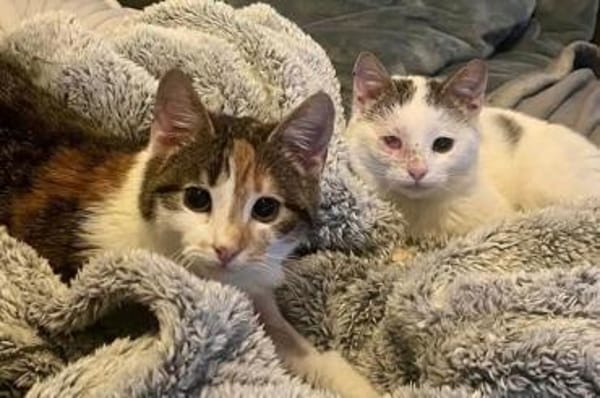 Cleo & Fina 💗 in 67655 Kaiserslautern