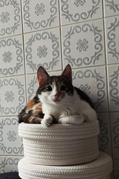 Cleo & Fina 💗 in 67655 Kaiserslautern