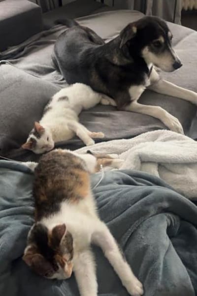 Cleo & Fina 💗 in 67655 Kaiserslautern