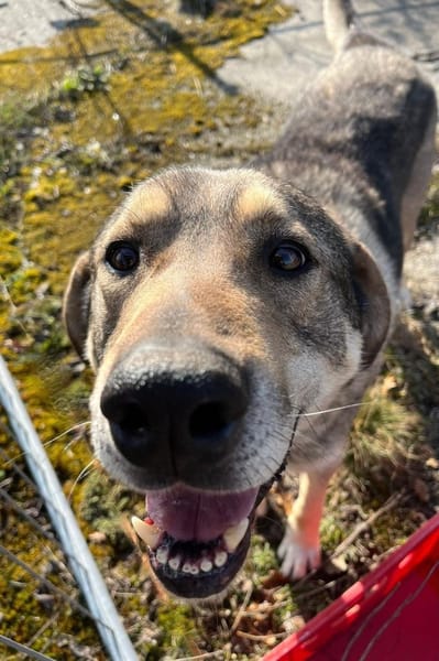 Finn -  möchte die Welt erobern